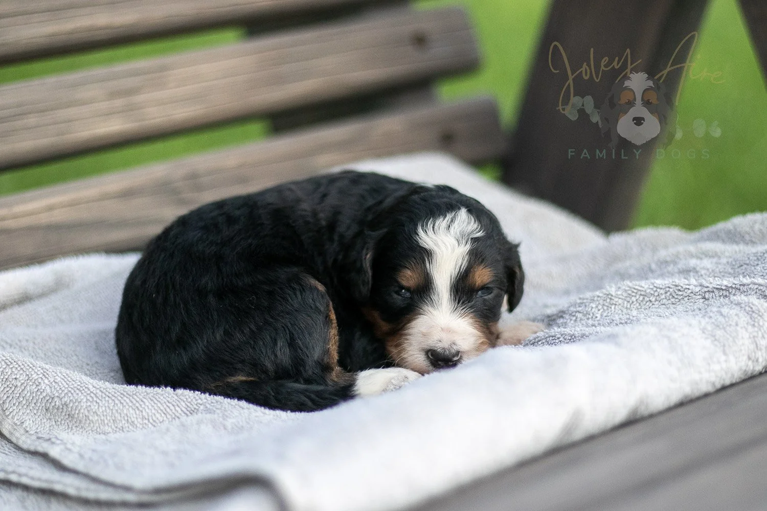 Diana Barry Bernedoodle Puppy-19.jpg
