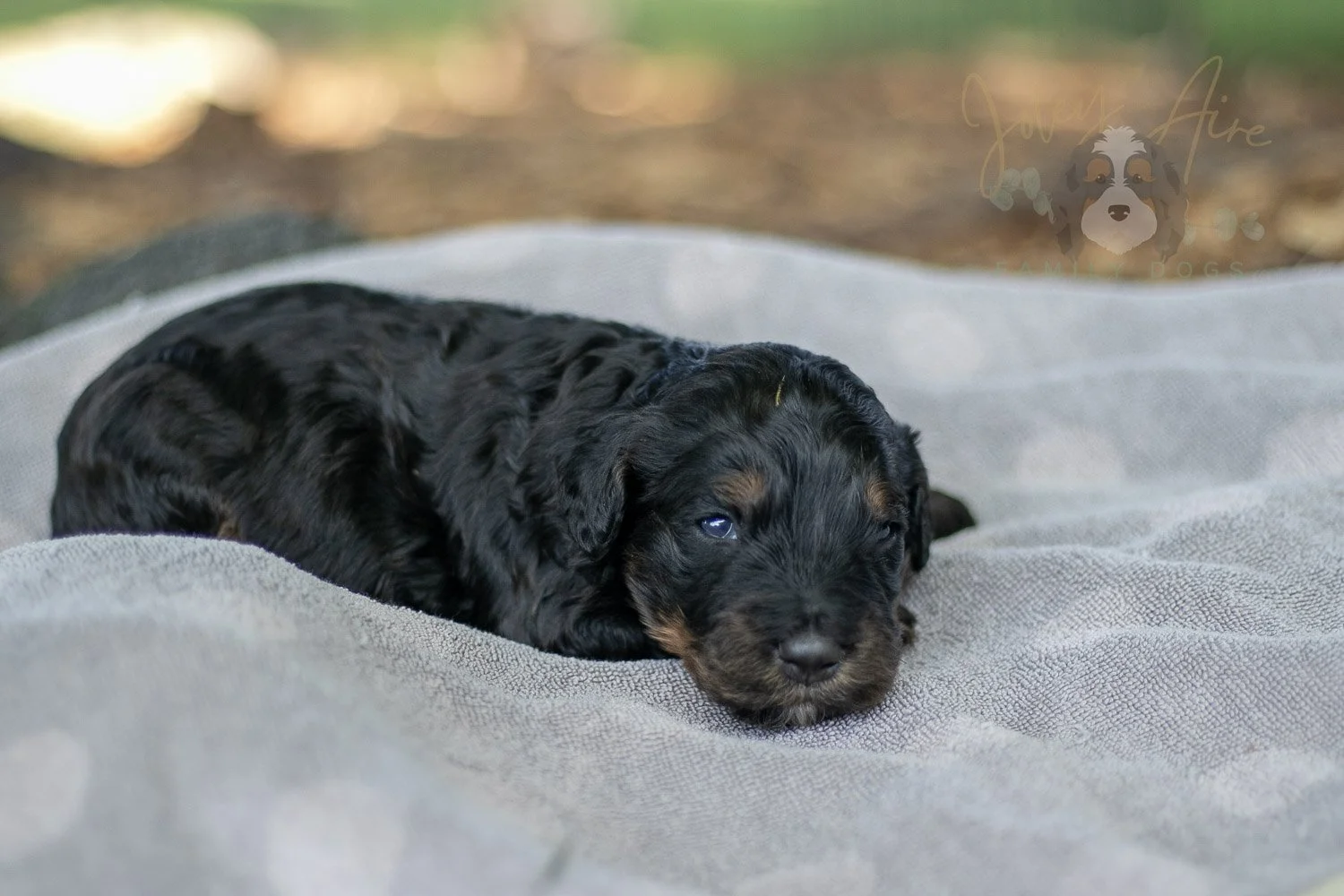 Acadia Bernedoodle Puppy-81.jpg