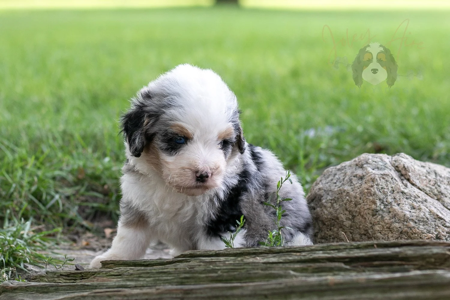 Pablo Picaso Bernedoodle Puppy-206.jpg