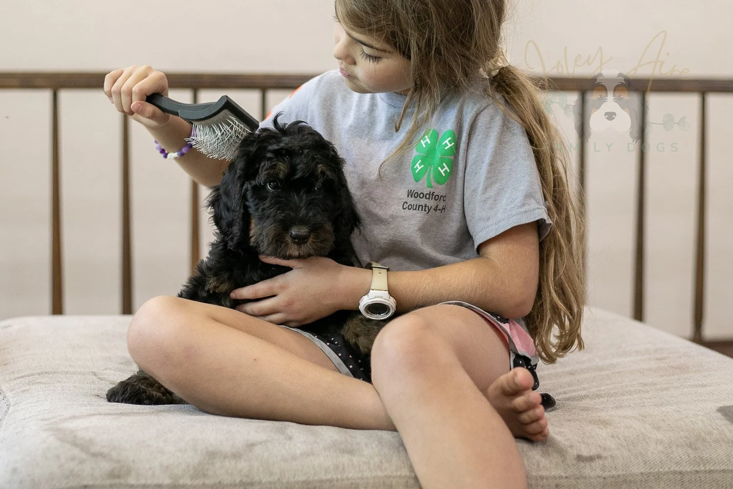 Acadia Bernedoodle Puppy-500.jpg