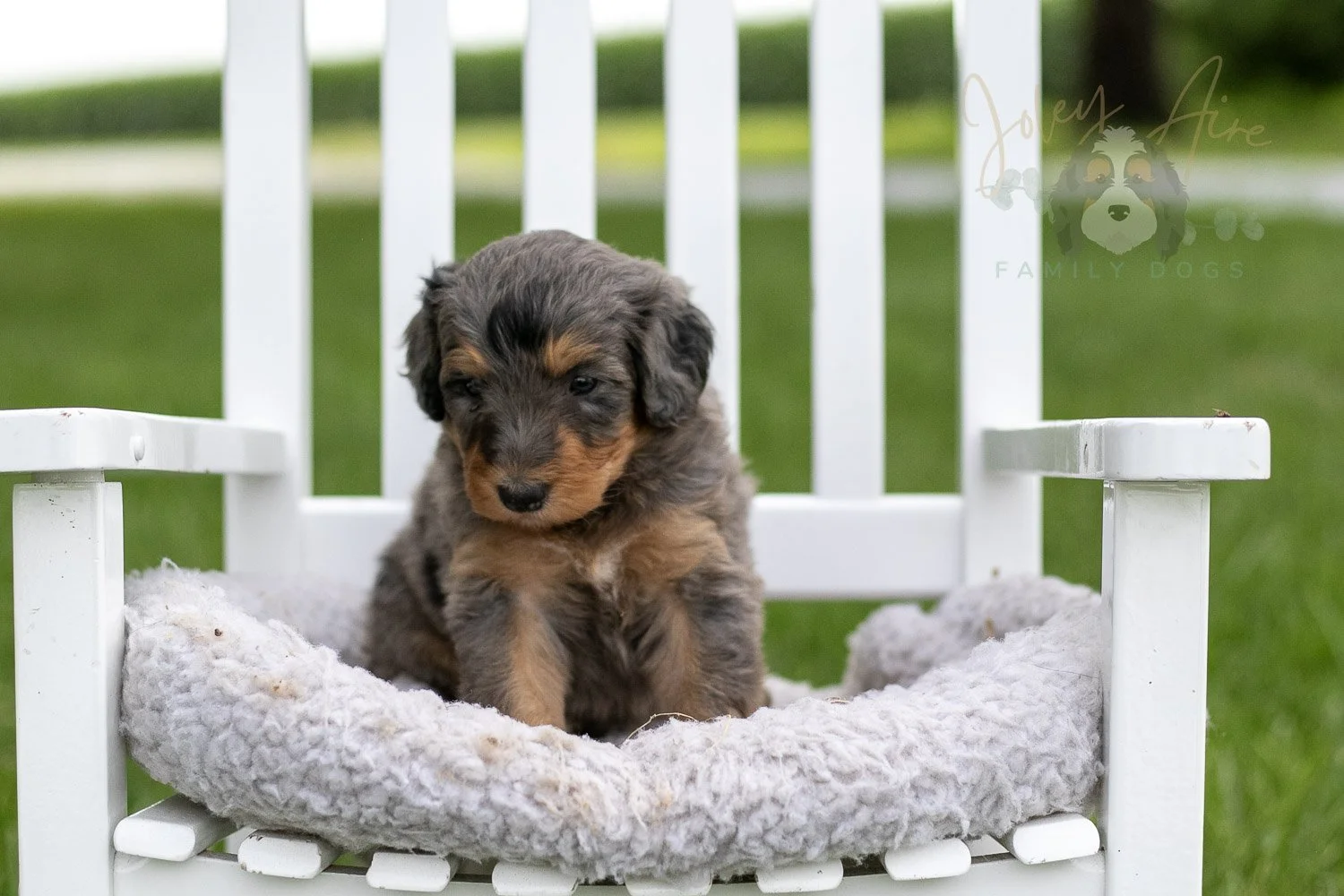 Josie Pye Bernedoodle Puppy-897.jpg