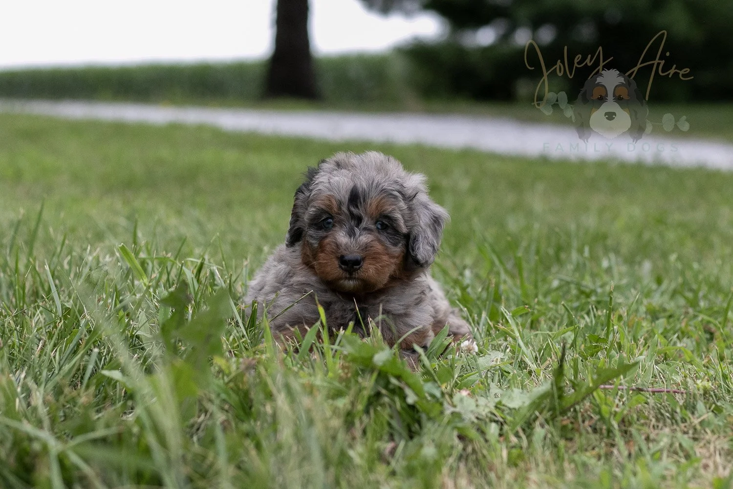 Marilla Cuthbert Bernedoodle Puppy-56.jpg