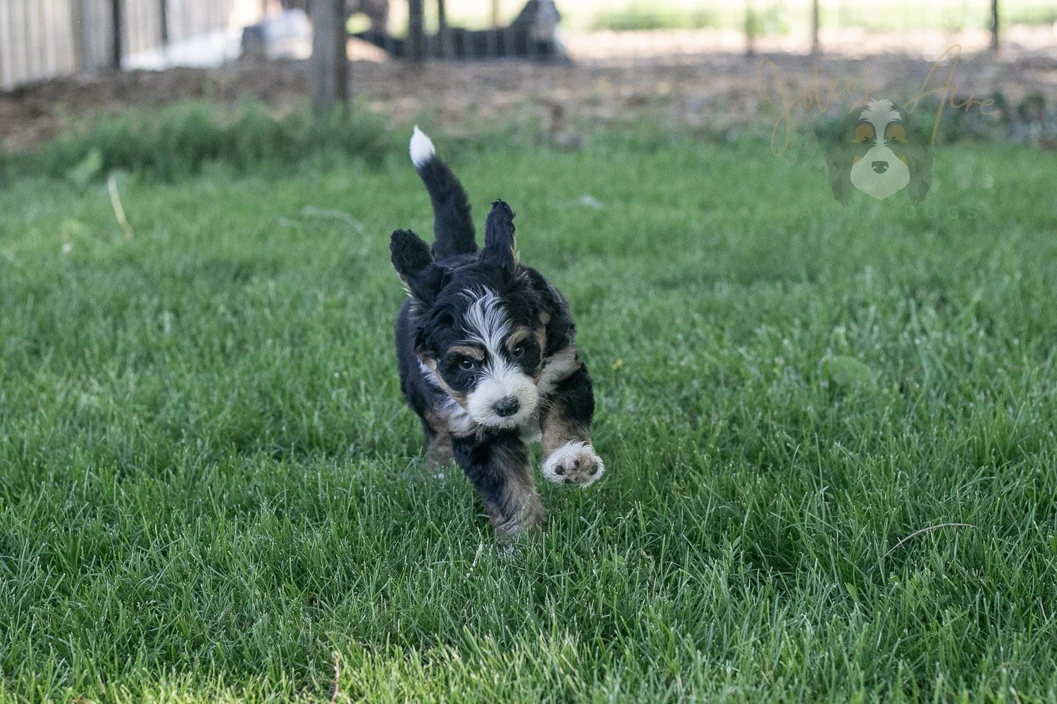 Trumpet Bernedoodle Puppy-5.jpg