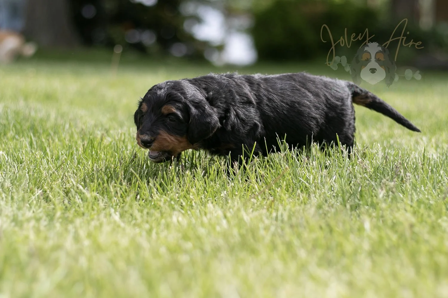 Banjo Bernedoodle Puppy-41.jpg