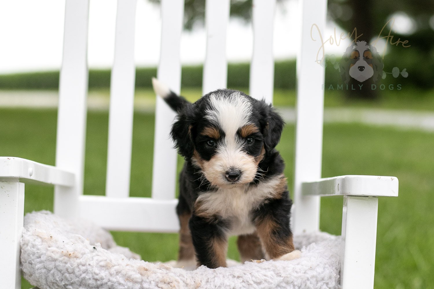 Anne Shirley Bernedoodle Puppy-983.jpg
