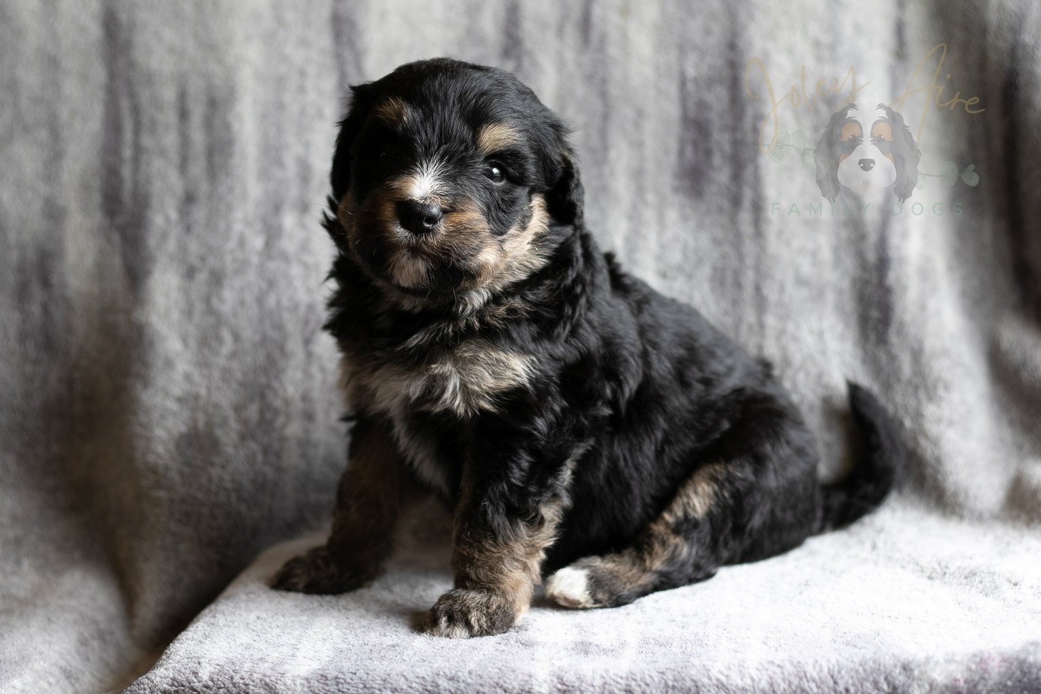 Da Vinci Bernedoodle Puppy-166.jpg