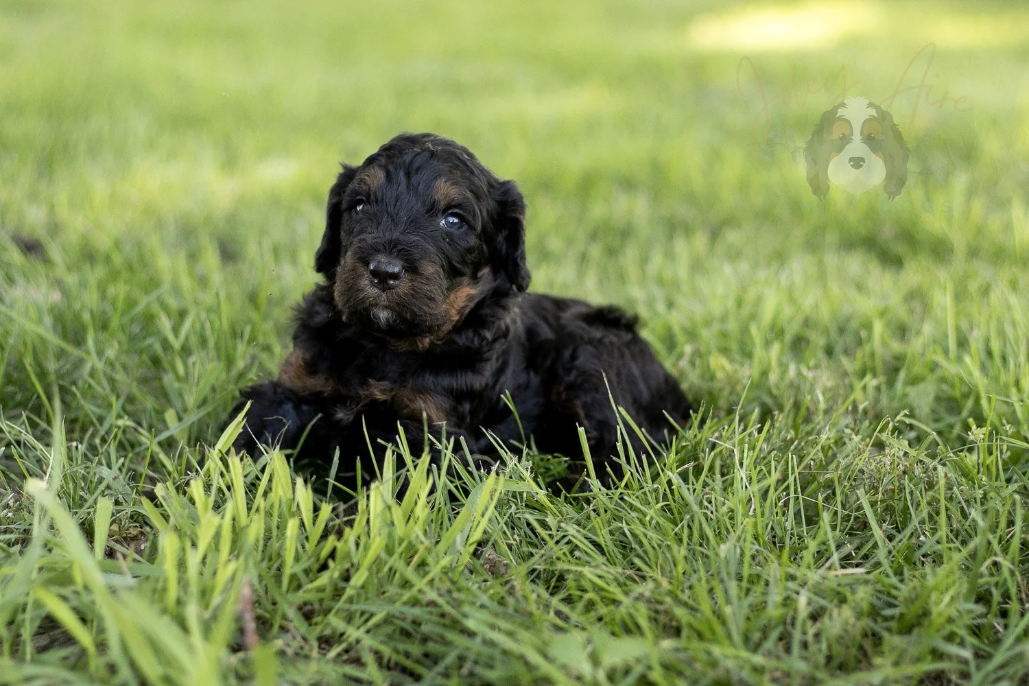 Acadia Bernedoodle Puppy-434.jpg