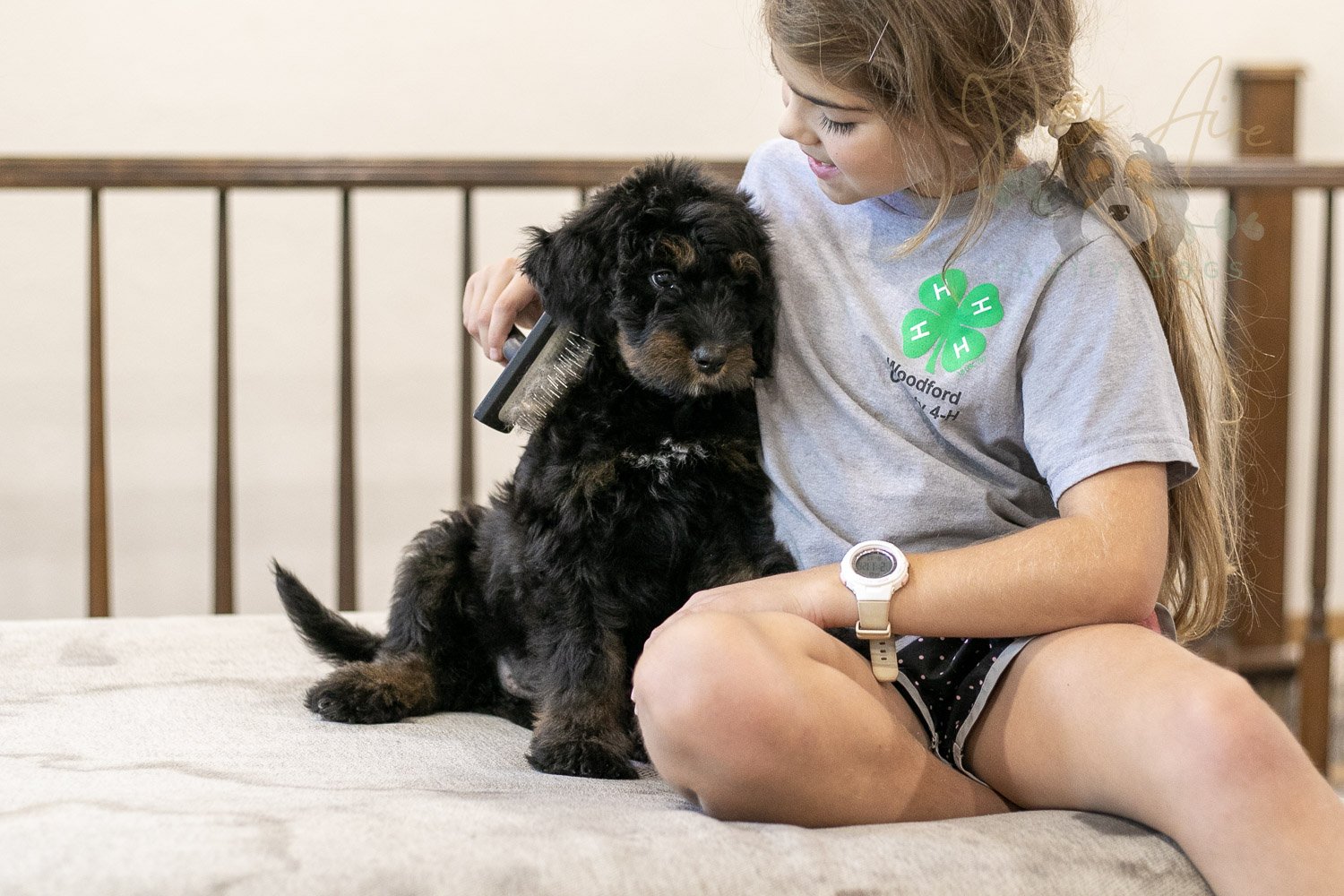 Olympic Bernedoodle Puppy-465.jpg