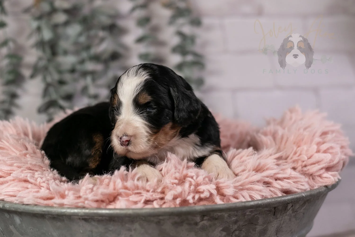 Harmonica Bernedoodle Puppy-35.jpg