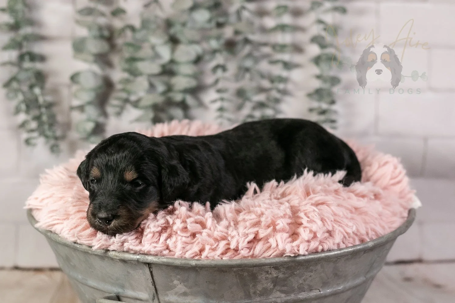 Piano Bernedoodle Puppy-3.jpg
