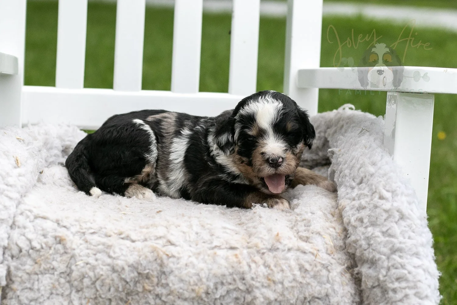 Artemisia Bernedoodle Puppy-660.jpg