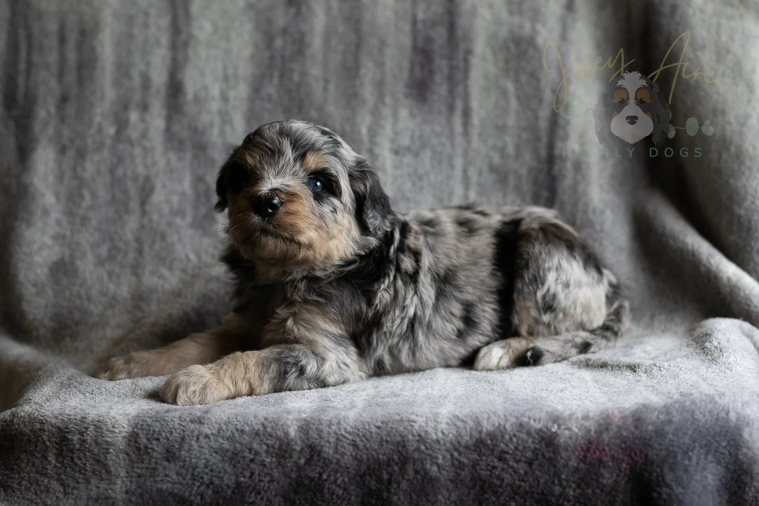 Mary Cassatt Bernedoodle Puppy-173.jpg
