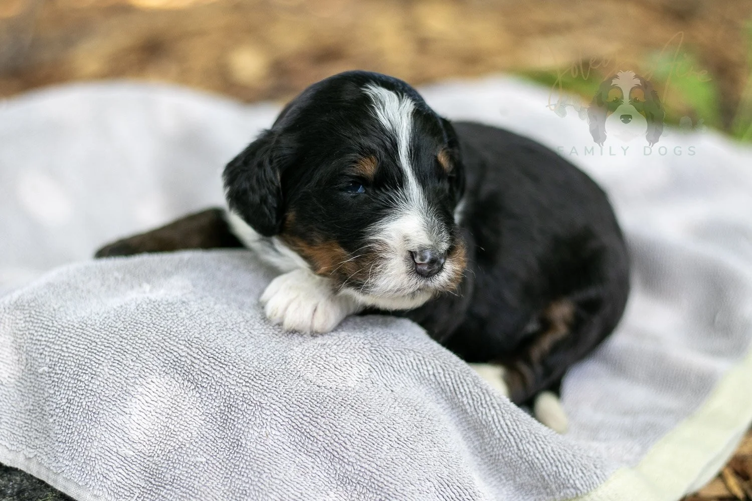 Yosemite Bernedoodle Puppy-141.jpg