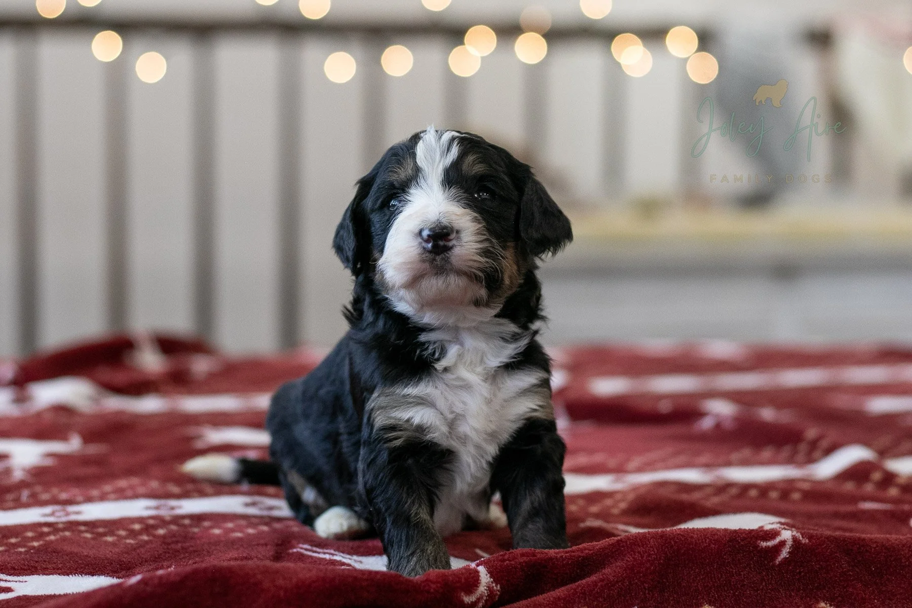 K2 - Tri-Color Bernedoodle Puppy 