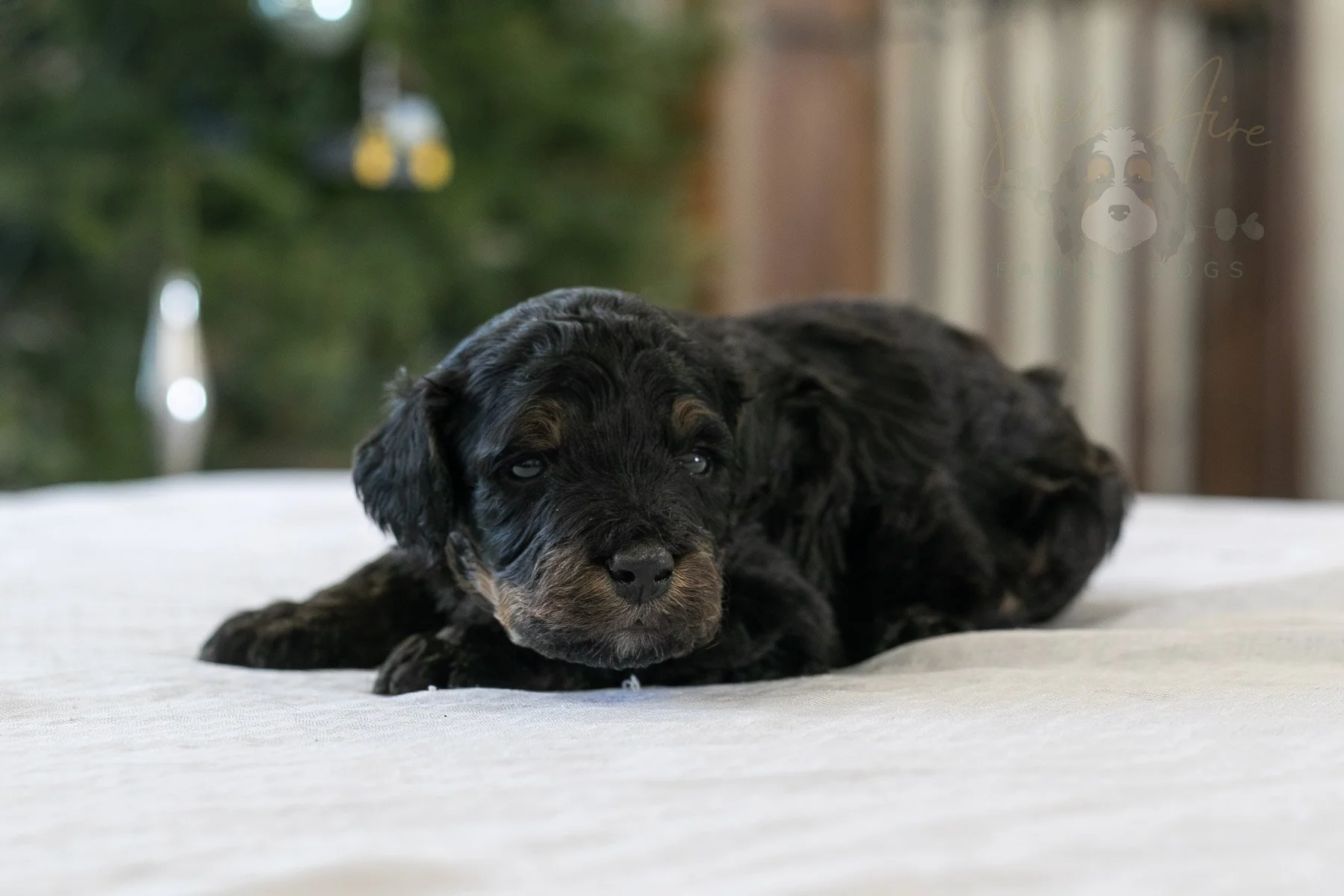 Prince Charming 🔴 Reserved 