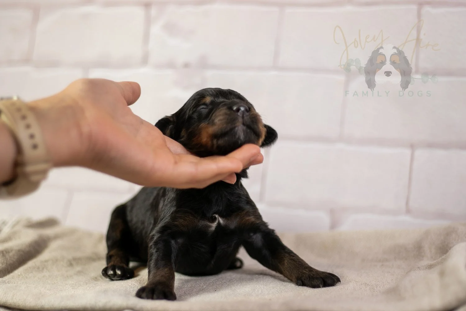 Olympic Bernedoodle Puppy-161.jpg