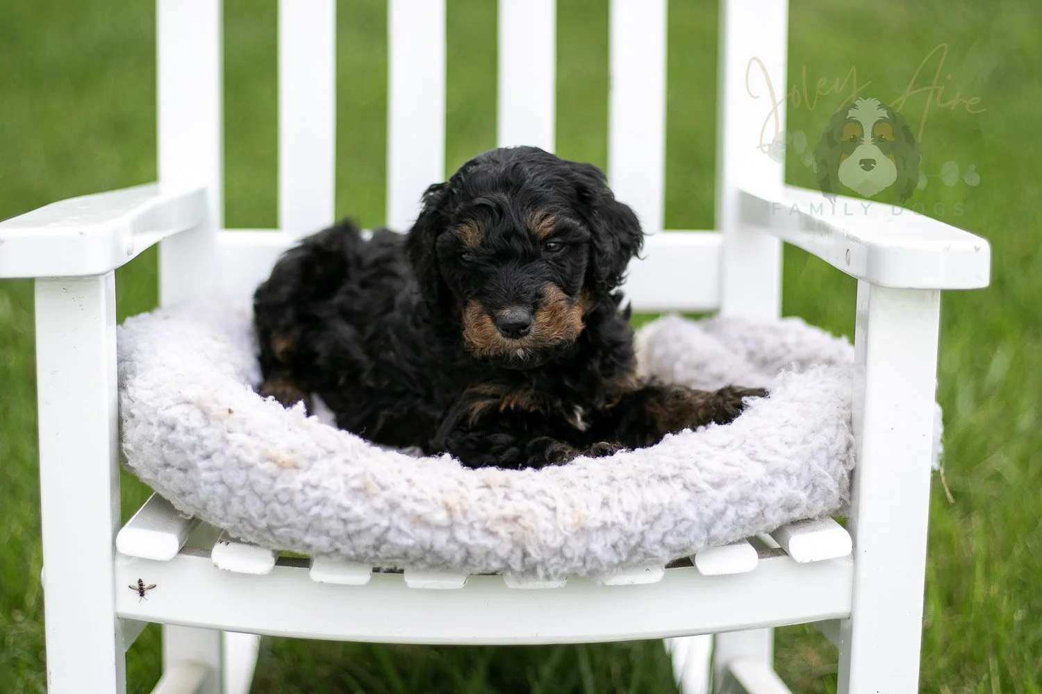 Bryce Bernedoodle Puppy-799.jpg