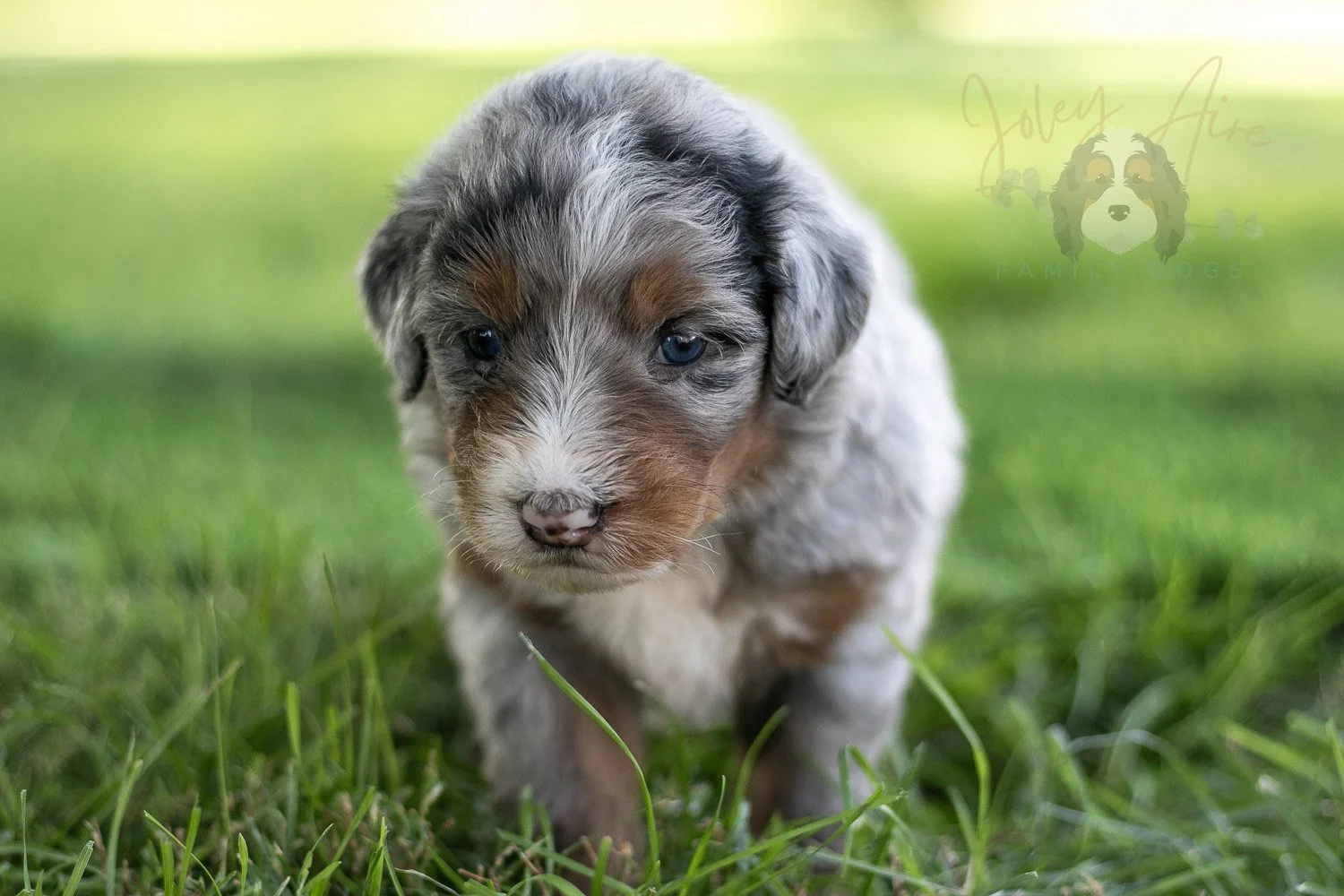 Rachel Lynde Bernedoodle Puppy-558.jpg