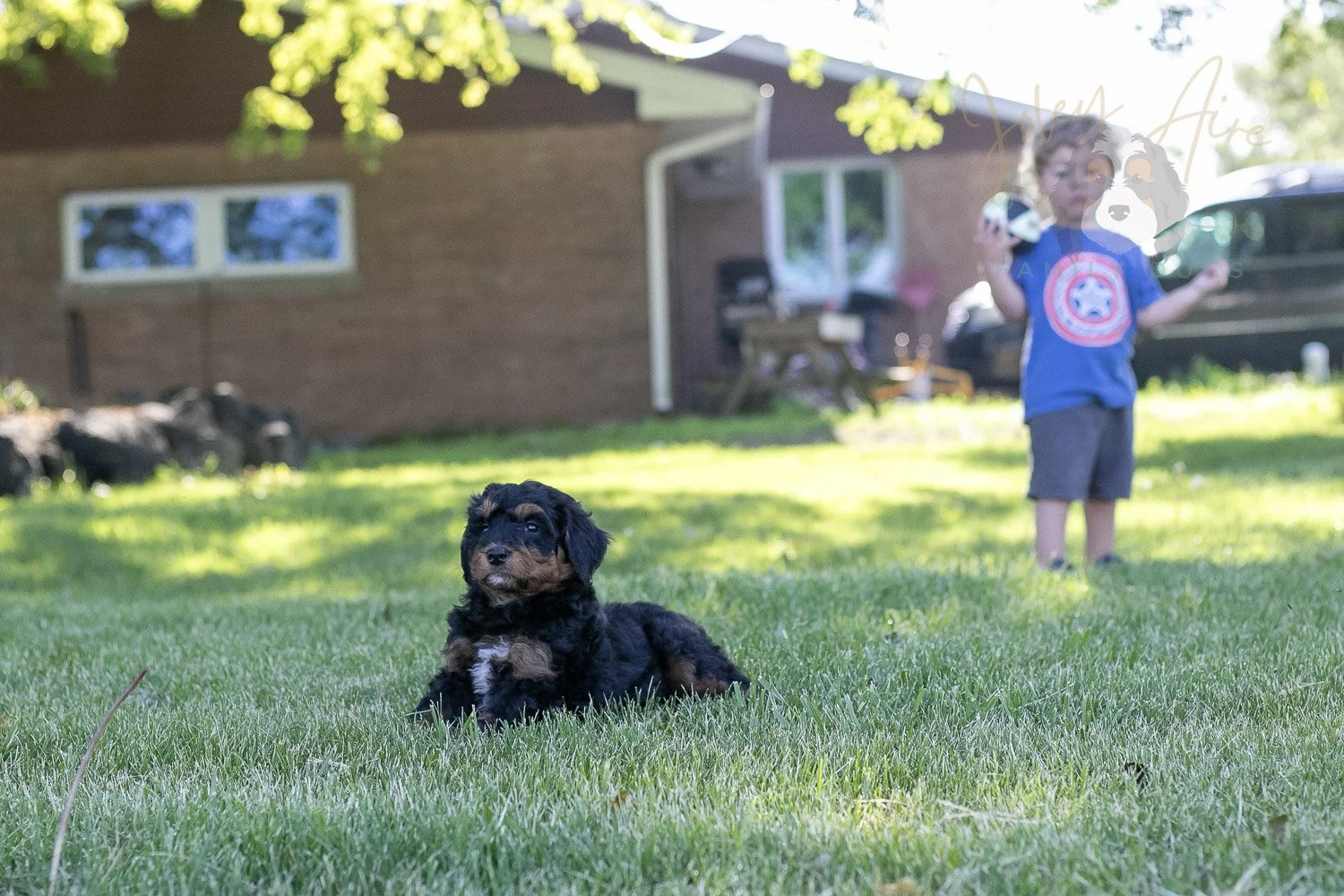 Banjo Bernedoodle Puppy-19.jpg