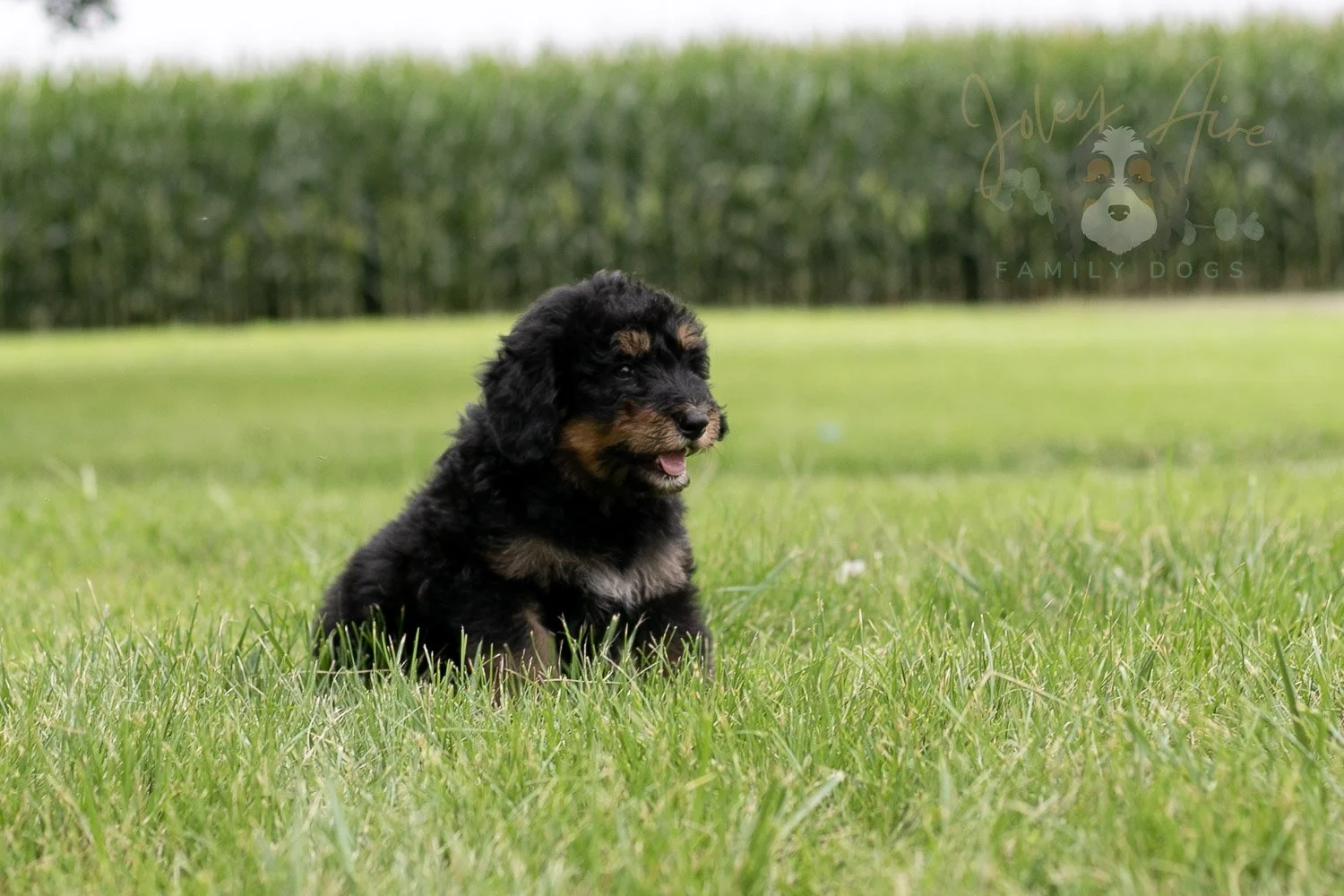 Gilbert Bernedoodle Puppy-40.jpg