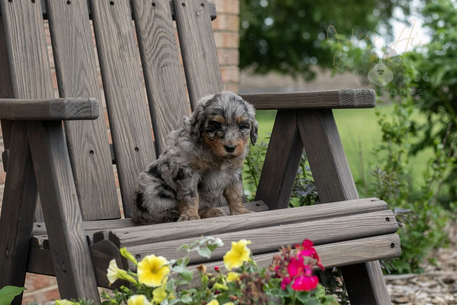 Ukulele Bernedoodle Puppy-13.jpg