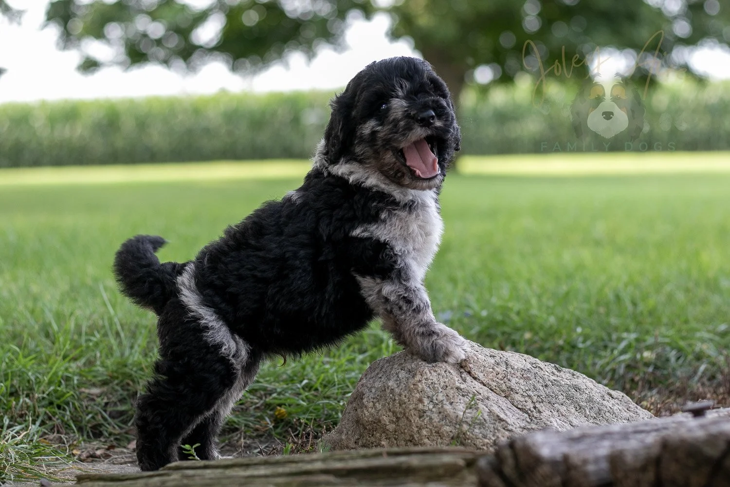 Bob Ross Bernedoodle Puppy-150.jpg