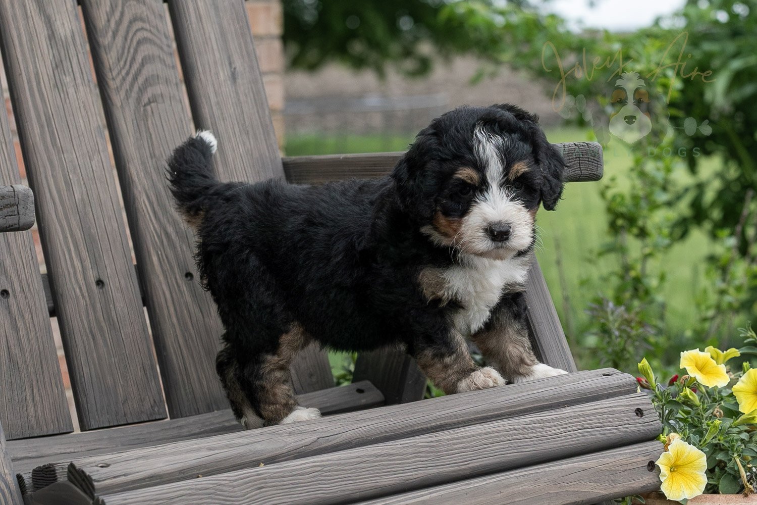 Trumpet Bernedoodle Puppy-4.jpg