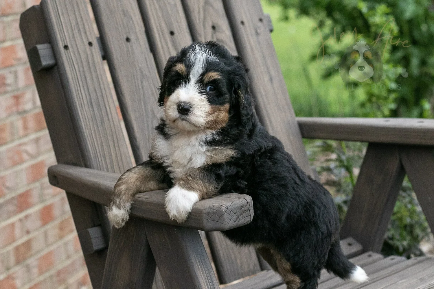 Trumpet Bernedoodle Puppy-17.jpg