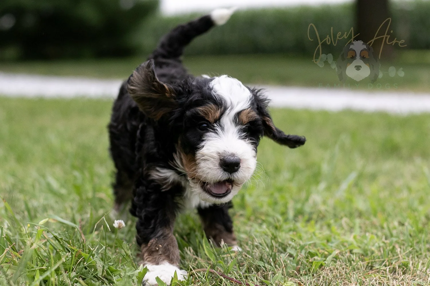 Yellowstone Bernedoodle Puppy-47.jpg