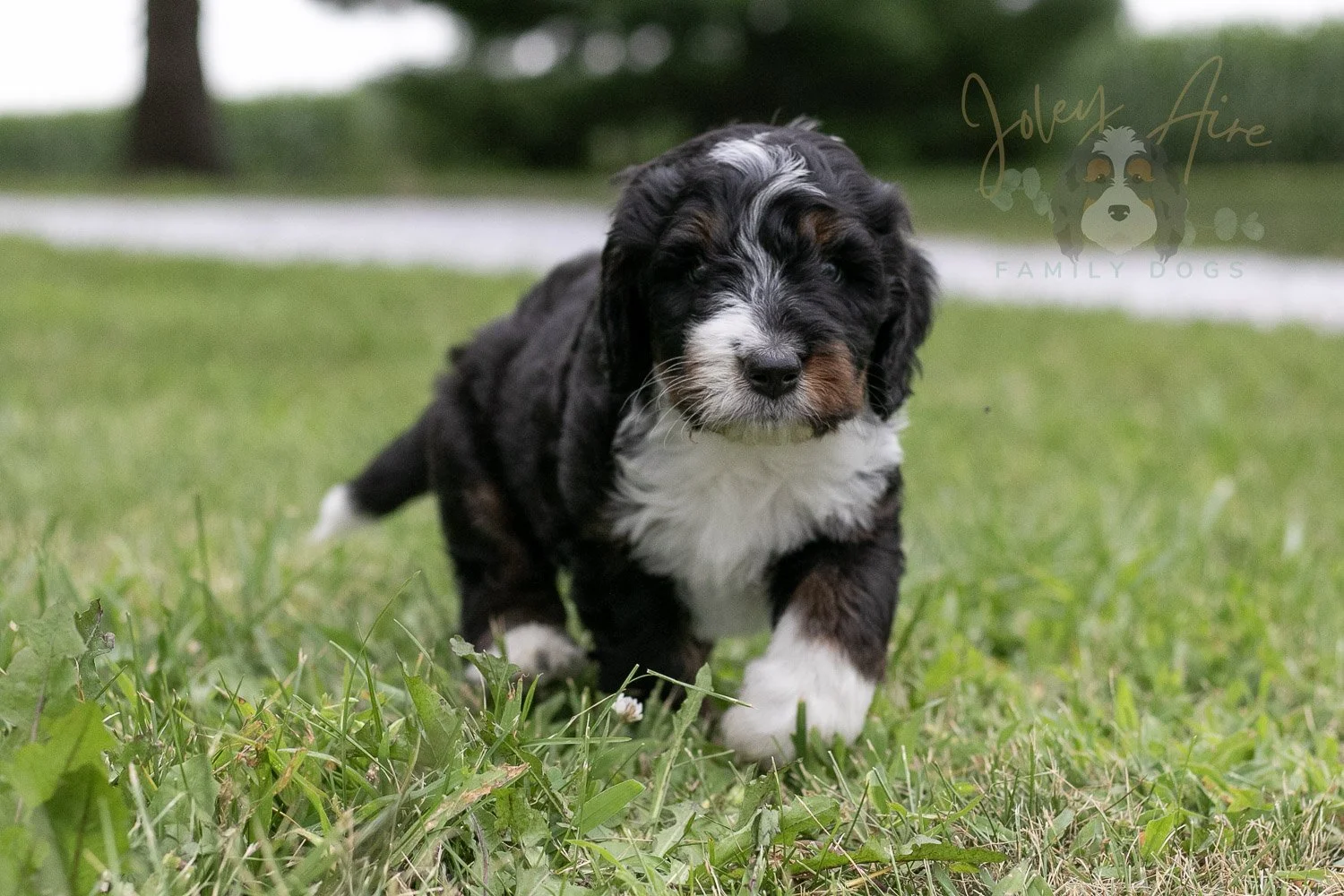 Yosemite Bernedoodle Puppy-01.jpg