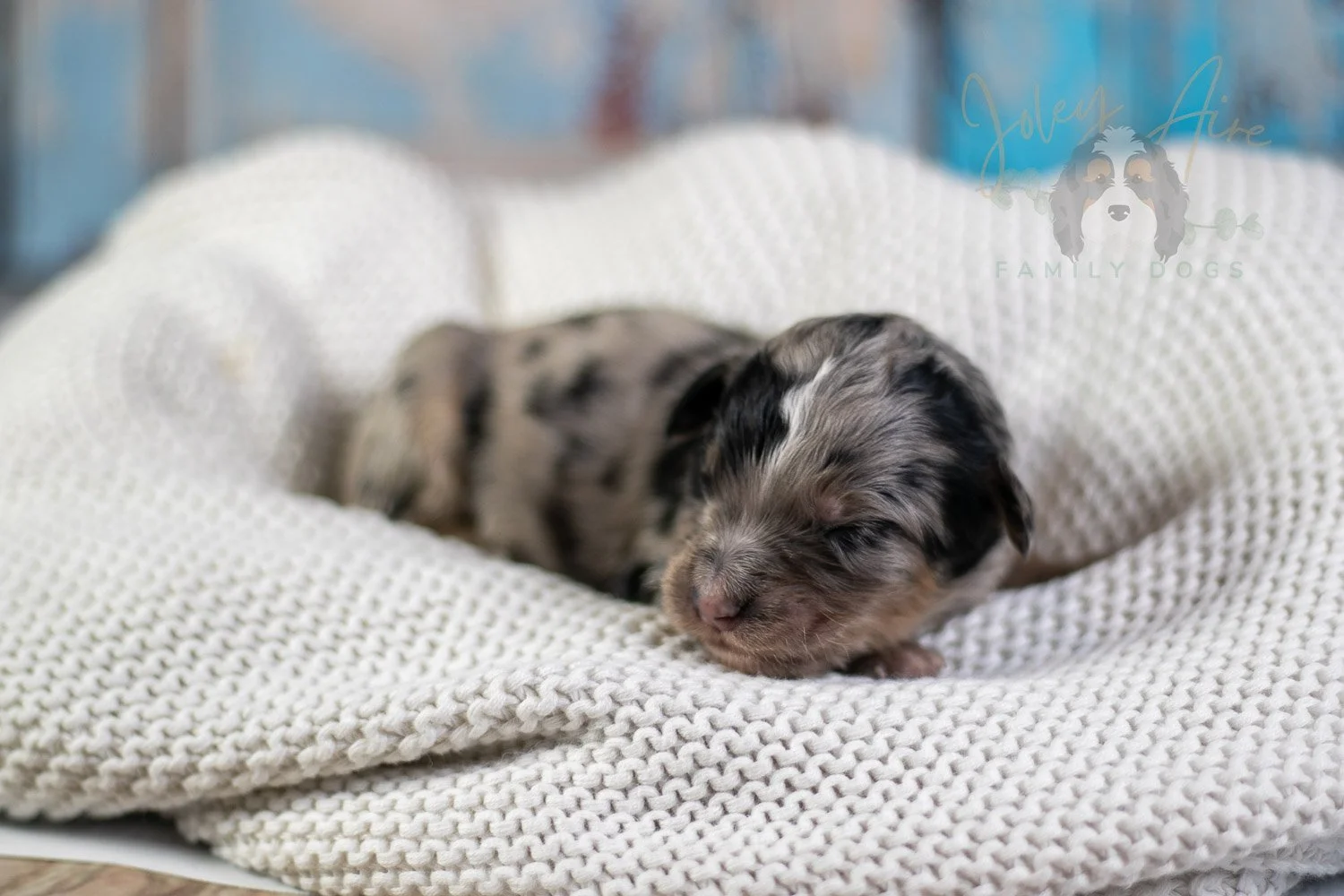 Frida Kahlo Bernedoodle Puppy-29.jpg