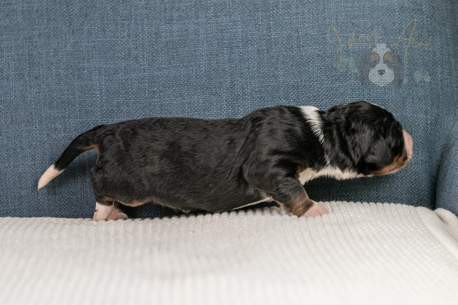 Ashley Bernedoodle Puppy-24.jpg