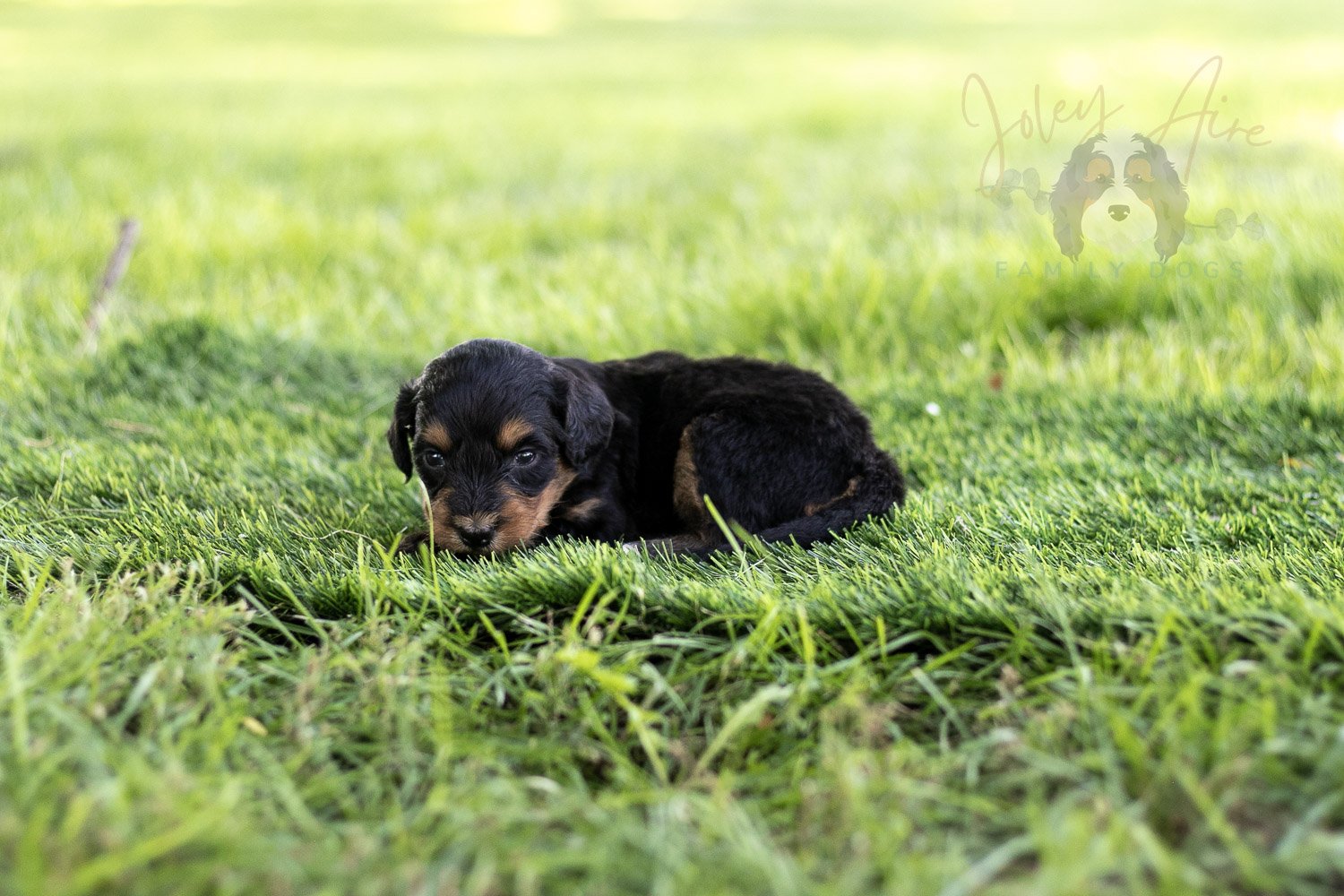 Mini Mae Bernedoodle Puppy-494.jpg