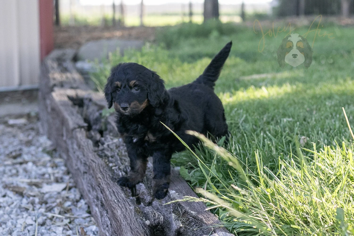 Piano Bernedoodle Puppy-1.jpg