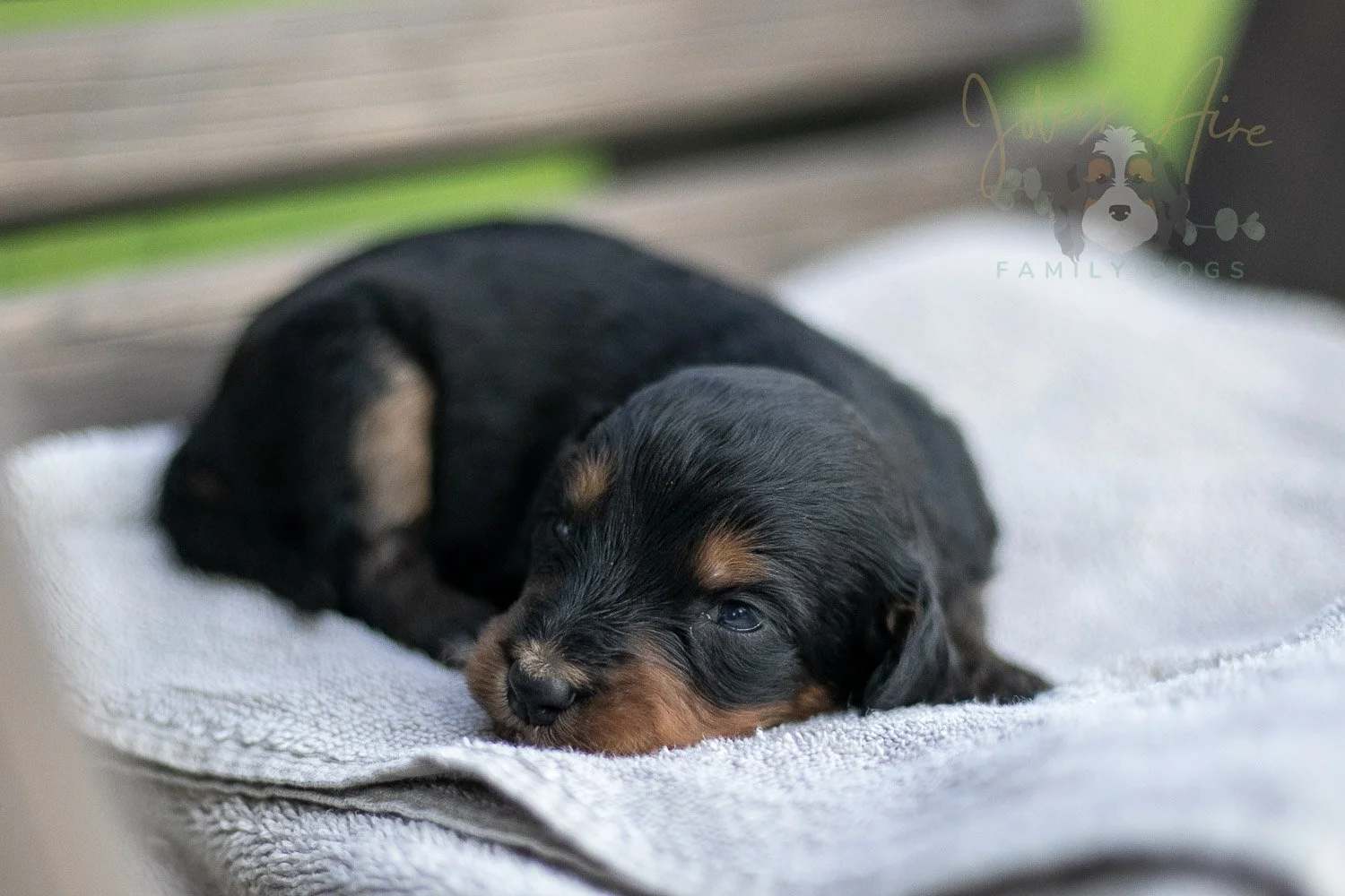 Mini Mae Bernedoodle Puppy-11.jpg