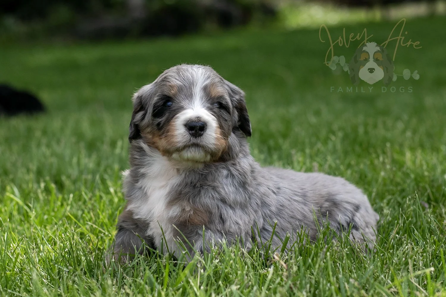 Drum Bernedoodle Puppy-113.jpg