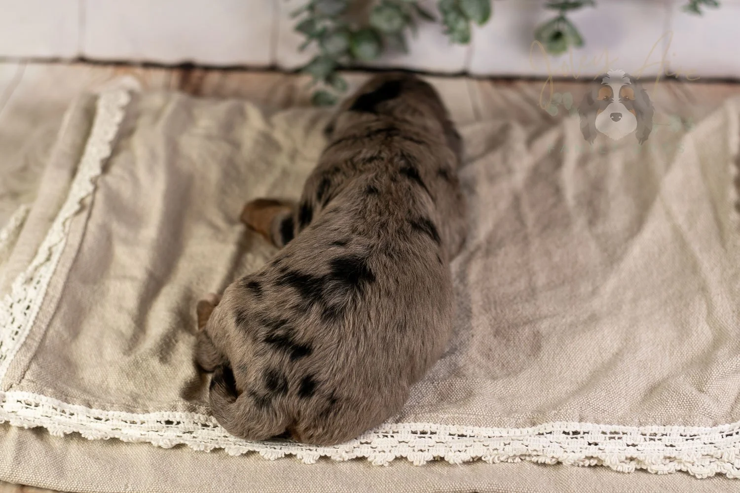 Flute Bernedoodle Puppy-3.jpg