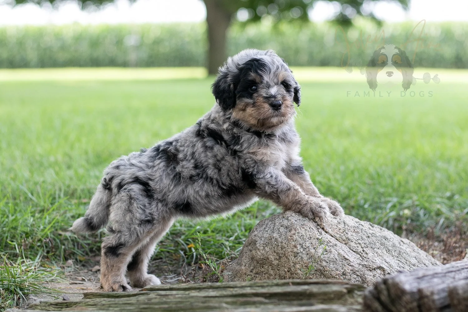 Frida Bernedoodle Puppy-138.jpg