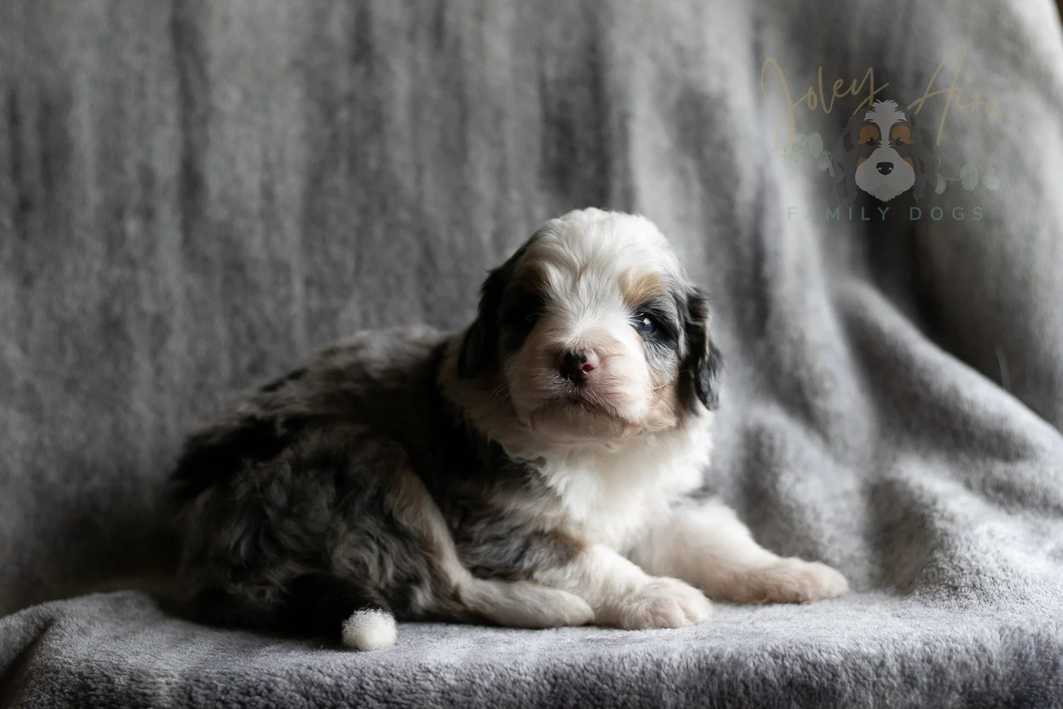 Pablo Picasso Bernedoodle Puppy-114.jpg