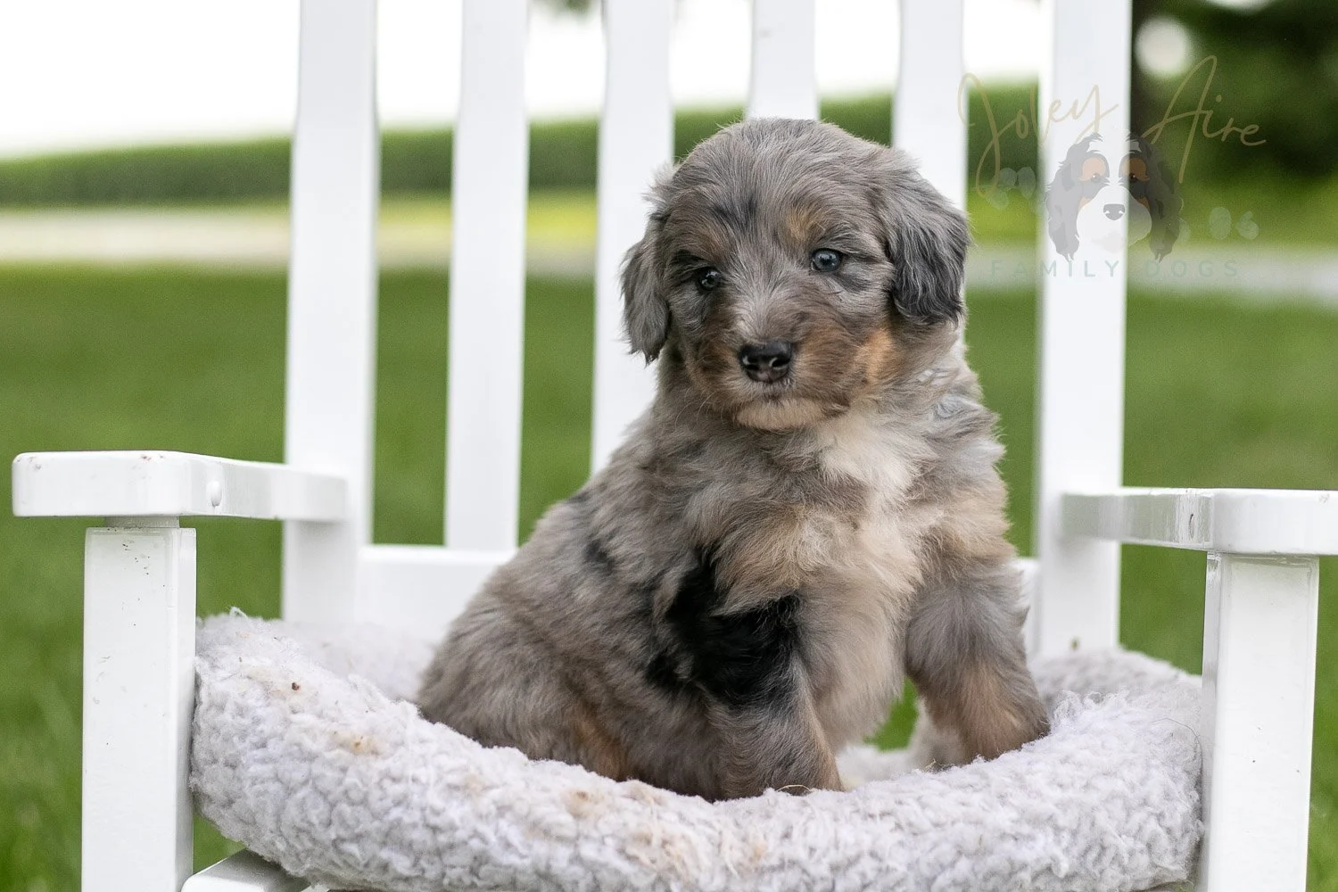 Matthew Cuthbert Bernedoodle Puppy-925.jpg
