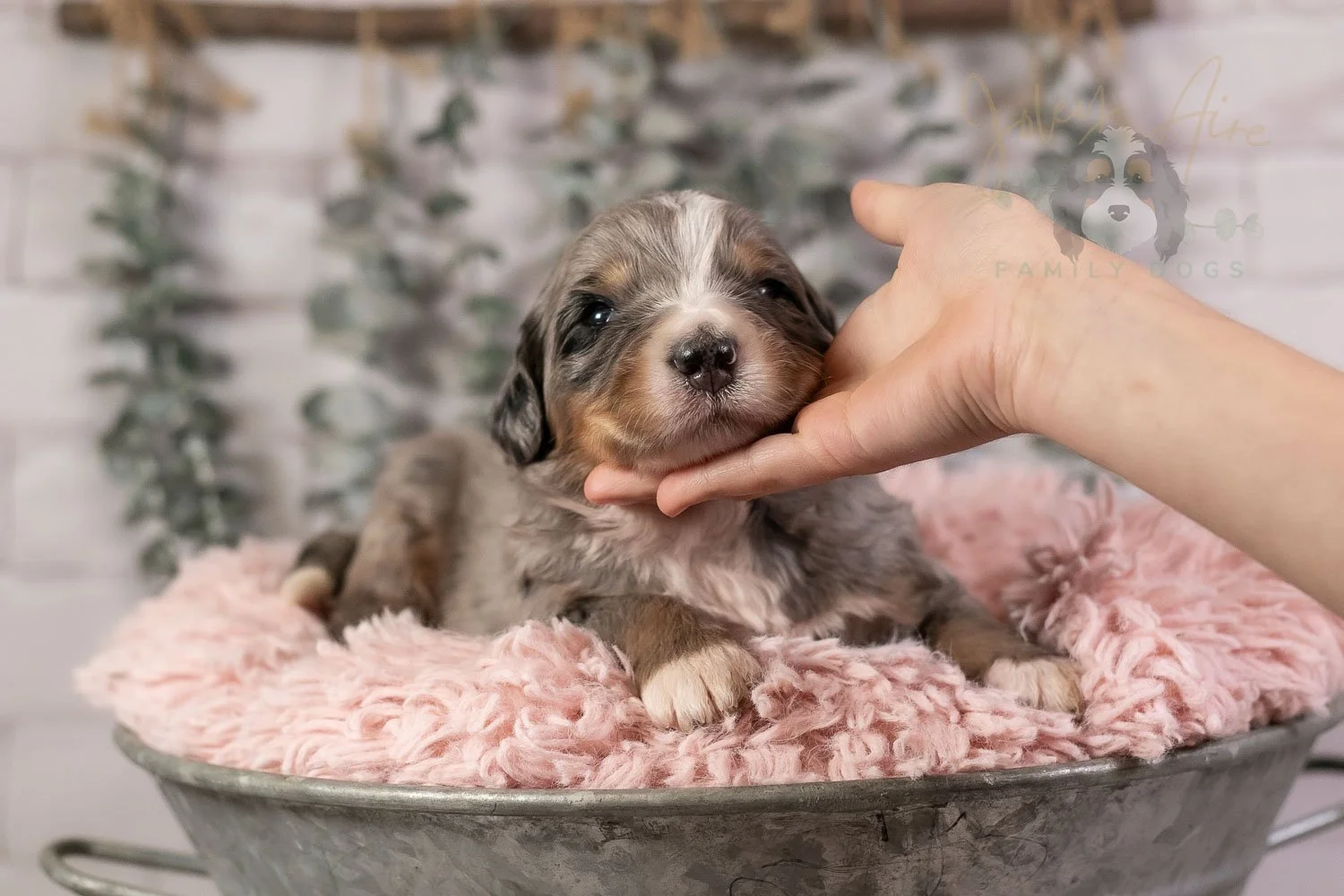 Drum Bernedoodle Puppy-24.jpg