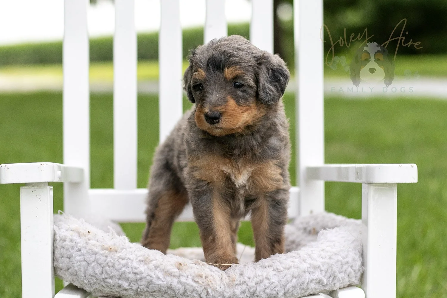 Josie Pye Bernedoodle Puppy-906.jpg