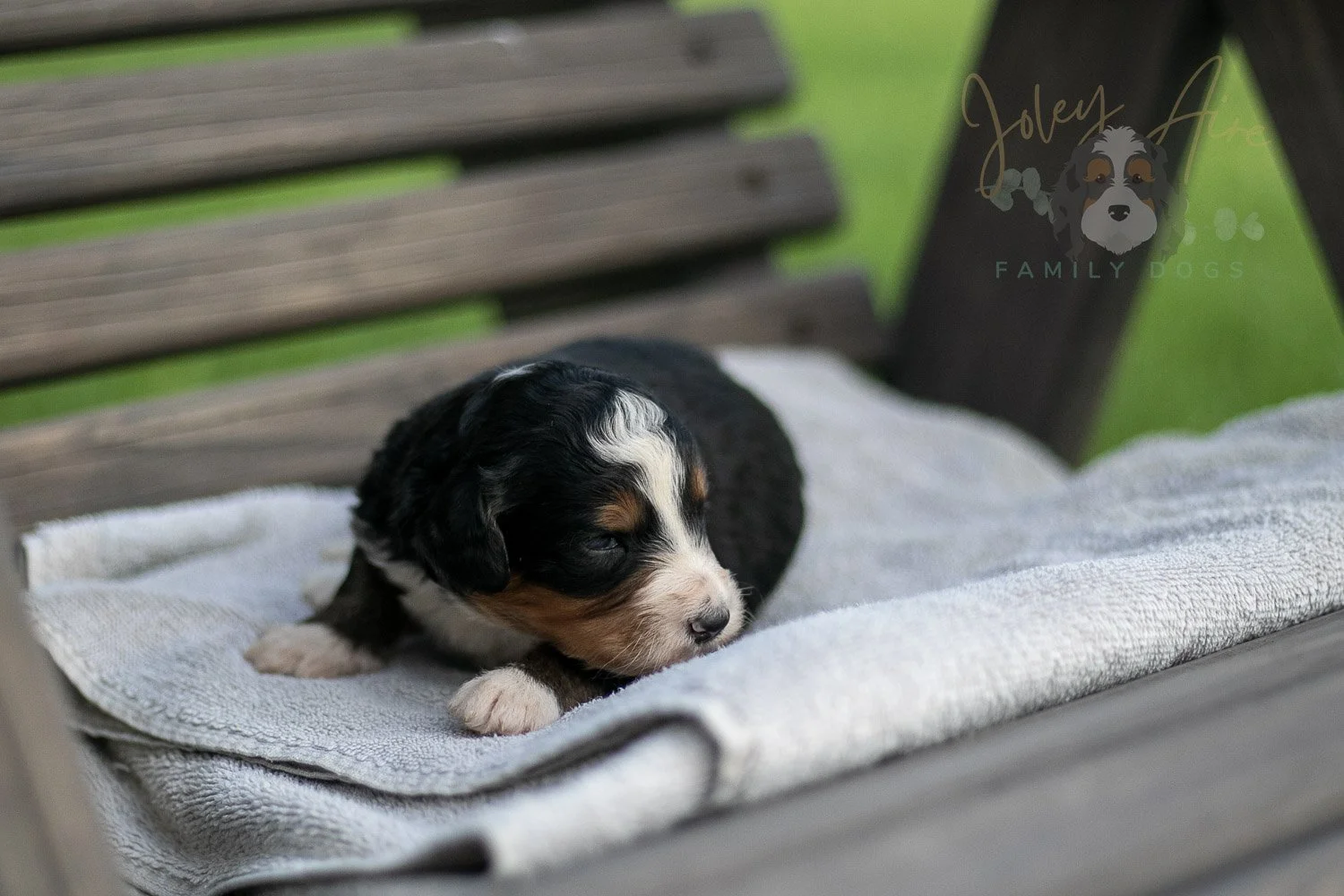 Diana Barry Bernedoodle Puppy-14.jpg