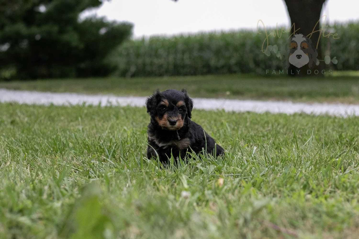 Mini Mae Bernedoodle Puppy-91.jpg