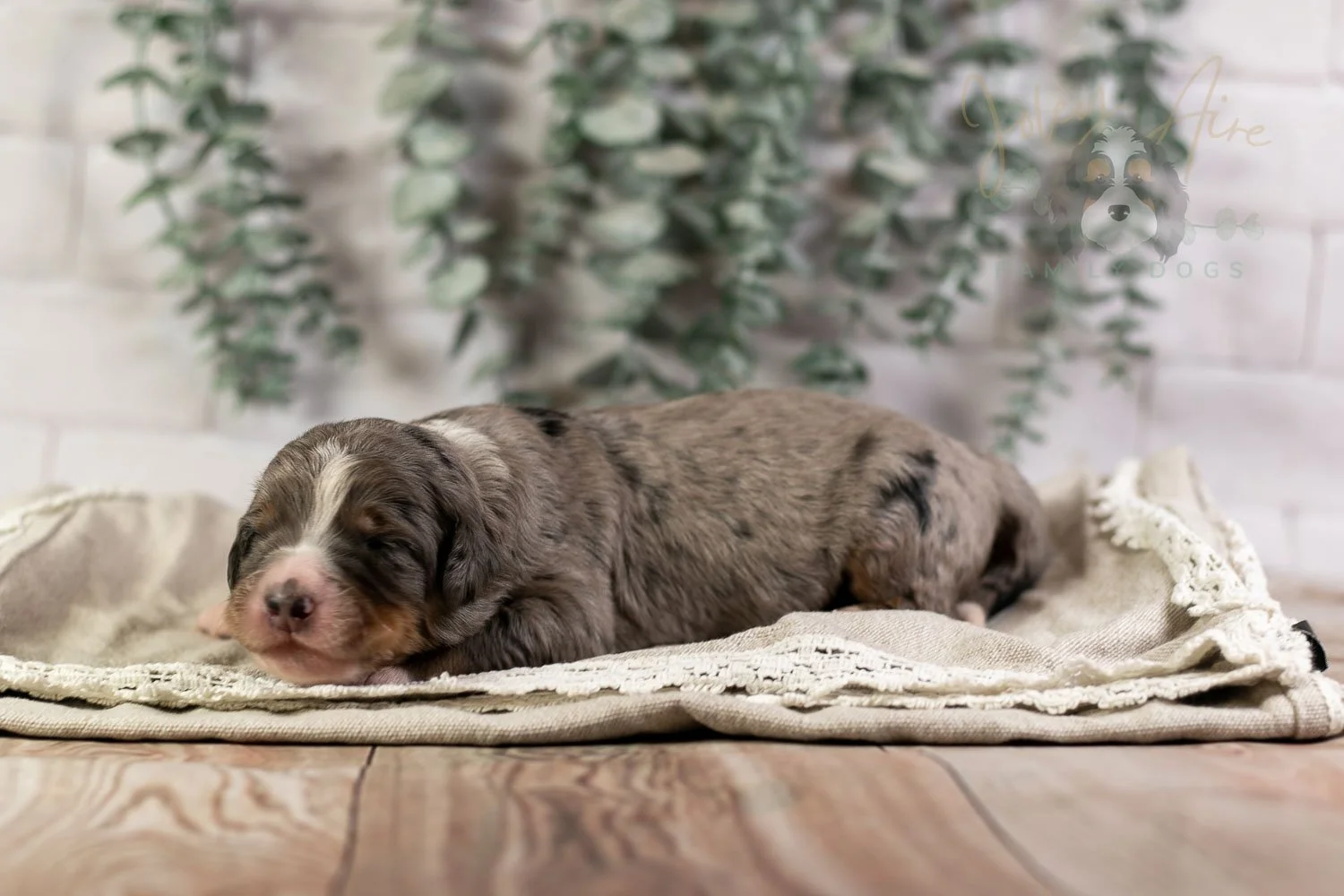 Drum Bernedoodle Puppy-2.jpg