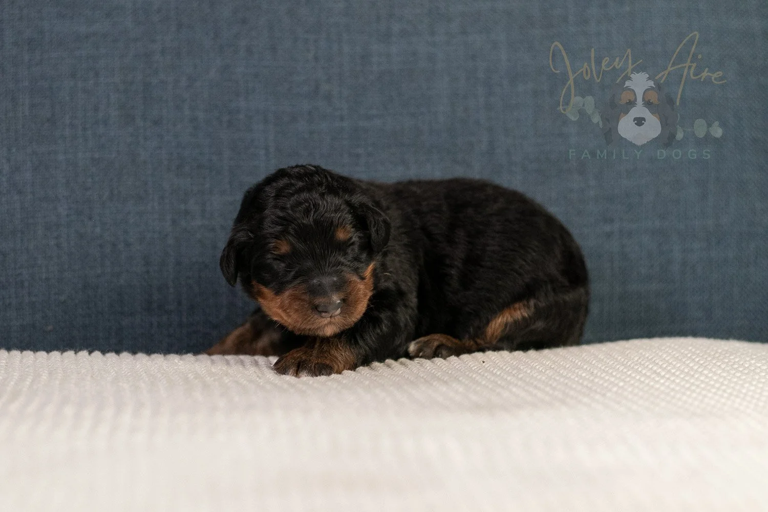 Amber Bernedoodle Puppy-08.jpg