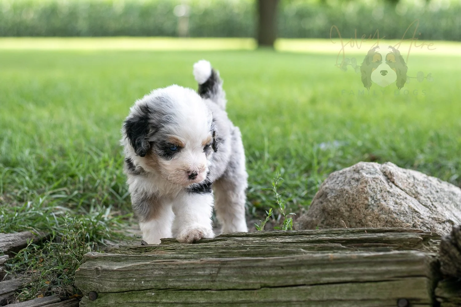 Pablo Picaso Bernedoodle Puppy-208.jpg