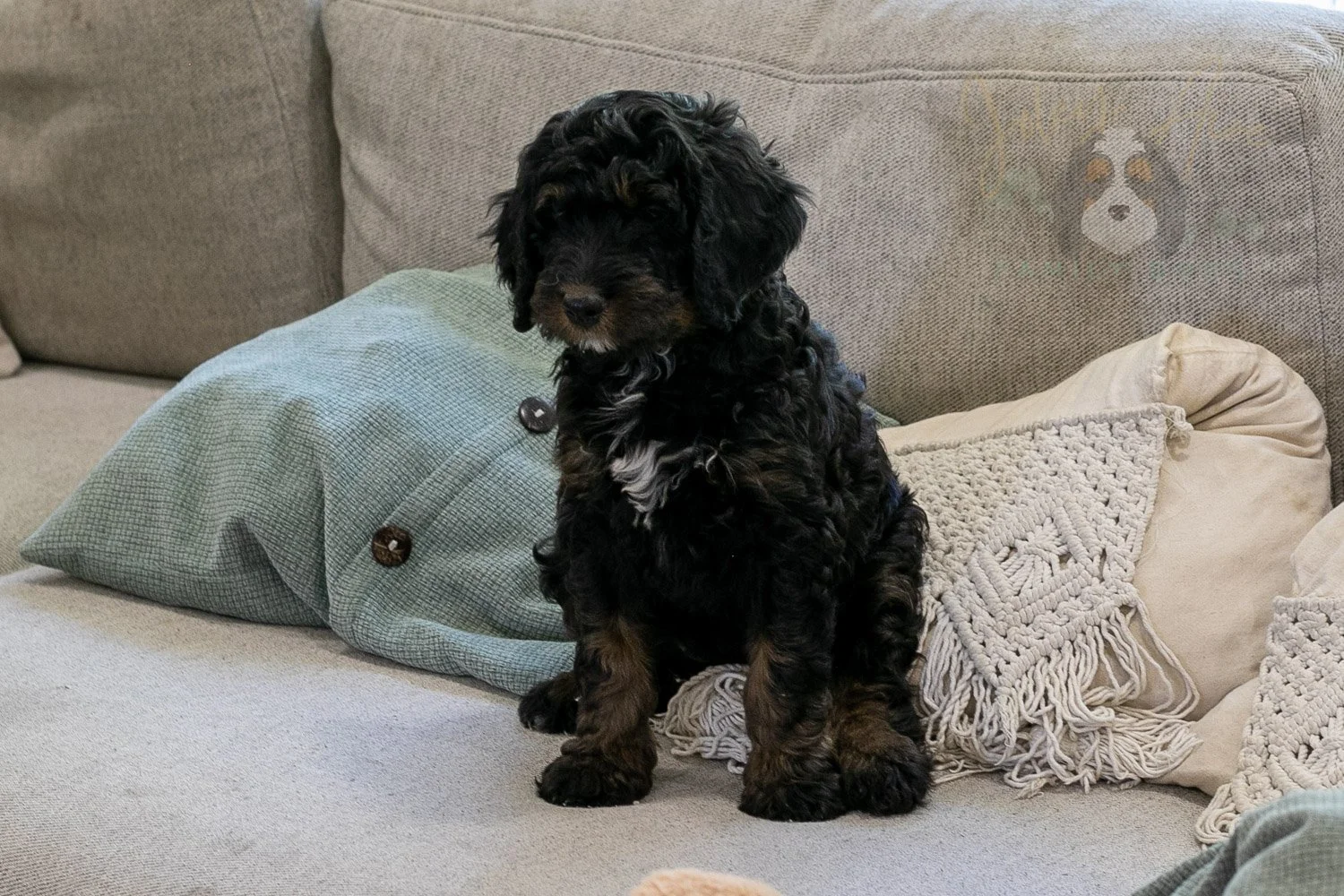 Denali Bernedoodle Puppy-568.jpg