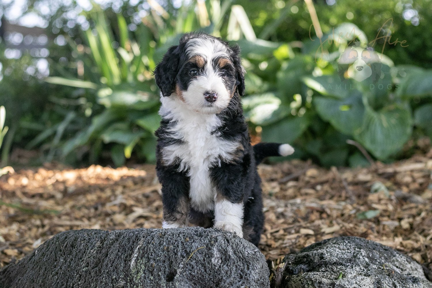 Harmonica Bernedoodle Puppy-23.jpg