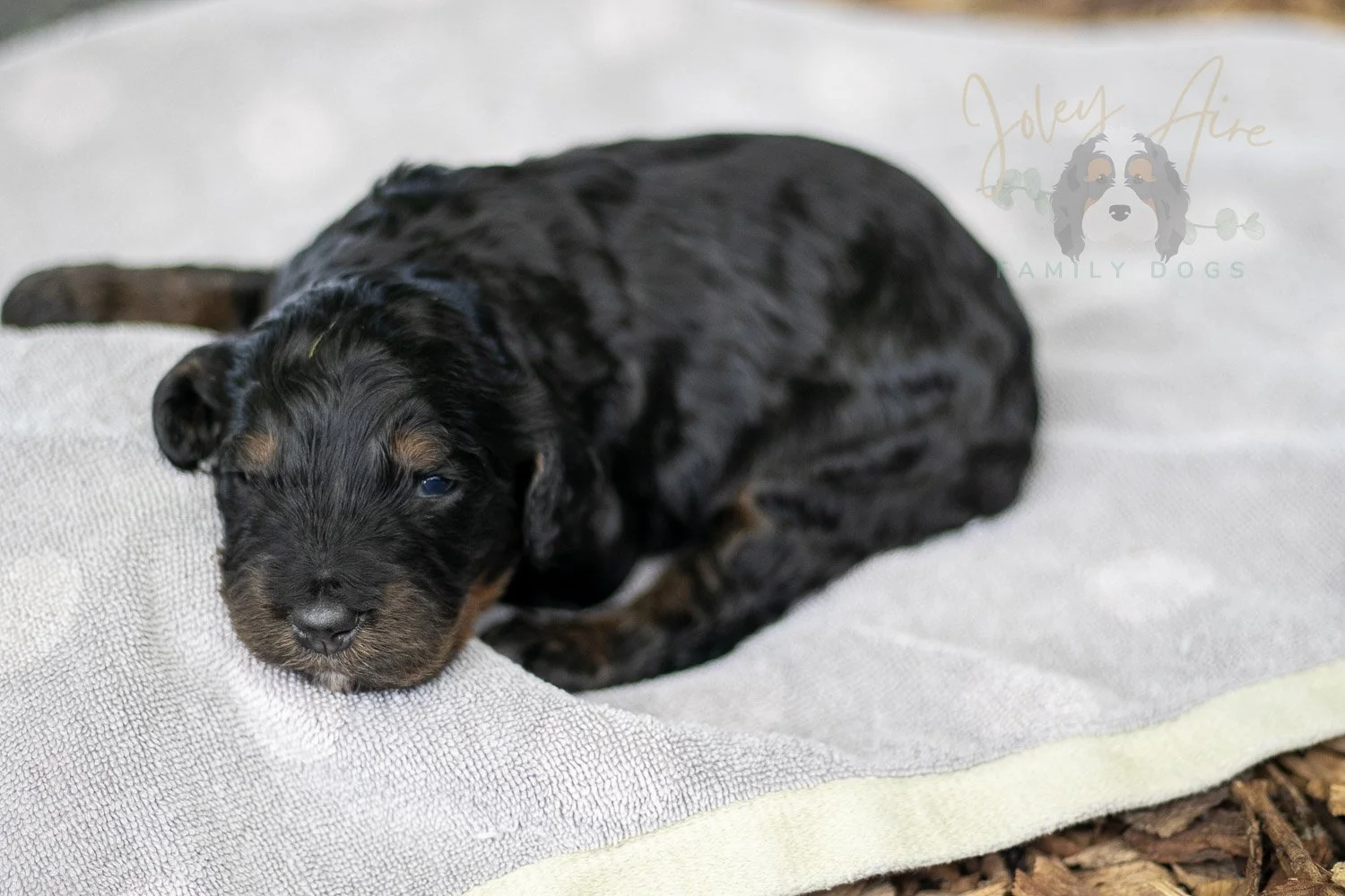 Acadia Bernedoodle Puppy-77.jpg